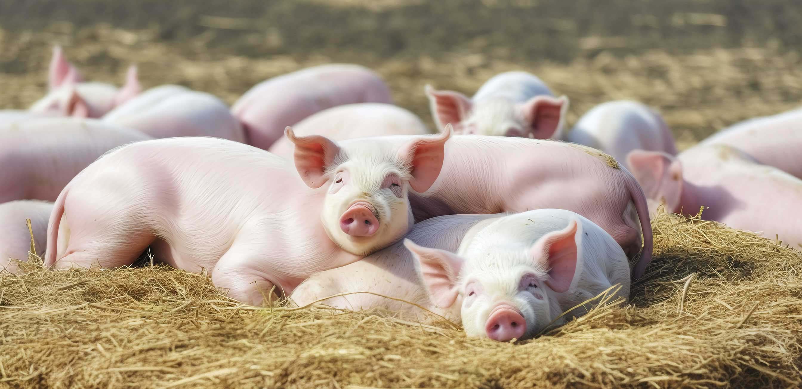 攝圖網(wǎng)_600331013_粉白色的小豬(非企業(yè)商用).jpg 攝圖網(wǎng)_600331013_粉白色的小豬(非企業(yè)商用).jpg